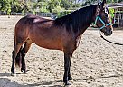 Friesian - Horse for Sale in Los Angeles, CA 91607 Friesian - Horse for Sale in Los Angeles, CA 91607