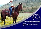 Quarter Horse - Horse for Sale in Fort Collins, CO 80534 Quarter Horse - Horse for Sale in Fort Collins, CO 80534