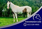Quarter Horse - Horse for Sale in Fort Collins, CO 80534 Quarter Horse - Horse for Sale in Fort Collins, CO 80534