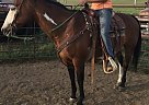 Paint - Horse for Sale in Nunn, CO 80648