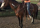 Paint - Horse for Sale in Nunn, CO 80648 Paint - Horse for Sale in Nunn, CO 80648