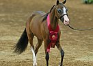 Shetland Pony - Horse for Sale in Oak Ridge, NC 27310 Shetland Pony - Horse for Sale in Oak Ridge, NC 27310