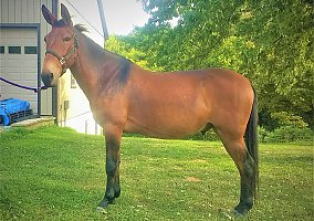Sold - Mule Super Handsome Rusty