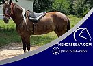 Spotted Saddle - Horse for Sale in Fruitvale, TX 75127