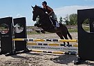 Thoroughbred - Horse for Sale in Uxbridge, ON L9P 1R4 Thoroughbred - Horse for Sale in Uxbridge, ON L9P 1R4