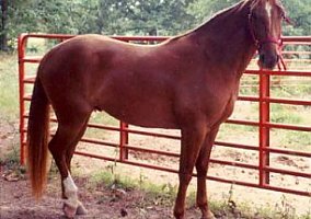 Missouri Fox Trotter (Missouri Fox Trotter, Stallion) in Siloam Springs, AR