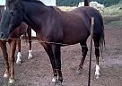 Morgan Gelding Scamper