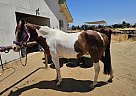Paint - Horse for Sale in Clovis, CA 93611 Paint - Horse for Sale in Clovis, CA 93611