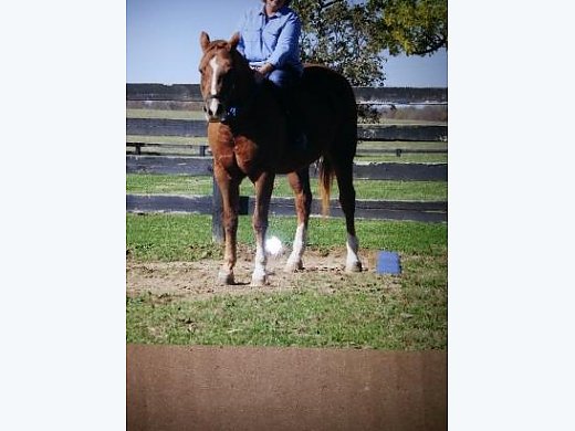 16 Year old Gentle Mare