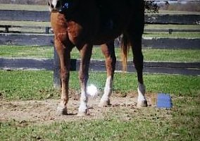Quarter Horse (Quarter Horse, 26 yrs) in Eminence, KY