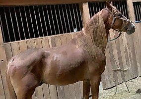 Tennessee Walking (Tennessee Walking, Gelding) in Lebanon, KY