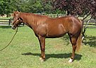 Really Nice Mare + Discount on T... Paint Mare