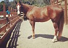 Amazing Mare Quarter Horse Mare