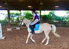 Sawyer~ For Lease Quarter Pony Gelding