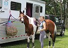 Oldenburg - Horse for Sale in Grasonville, MD 21638