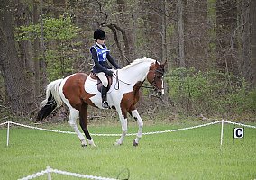 Warmblood (Warmblood, Mare) in Grasonville, MD