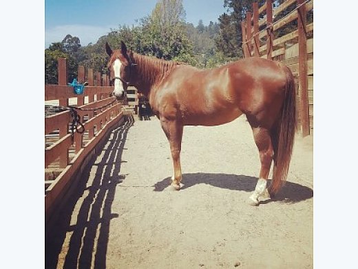 Amazing Mare