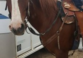Quarter Horse (Quarter Horse, Mare) in Prundale, CA