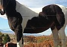 Saddlebred - Horse for Sale in Sedalia, CO 80135-88