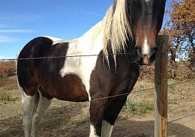 American Saddlebred (American Saddlebred, Mare) in Sedalia, CO