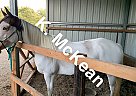 APHA Mare Jewel
