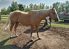 Quarter Horse - Horse for Sale in Sidney, MB R0H IJ0
