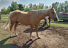 Quarter Horse - Horse for Sale in Sidney, MB R0H IJ0 Quarter Horse - Horse for Sale in Sidney, MB R0H IJ0