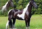 Spotted Saddle - Horse for Sale in HUSTONVILLE, KY 37091