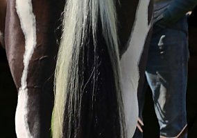 Spotted Saddle (Spotted Saddle, Gelding) in Hustonville, KY
