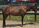 Other - Horse for Sale in Springville, AL 65708