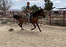 Tennessee Walking - Horse for Sale in Llano, CA 93544