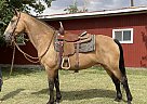 Tennessee Walking - Horse for Sale in Llano, CA 93544