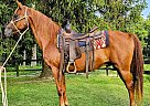 Morgan - Horse for Sale in Xenia, OH 45385 Morgan - Horse for Sale in Xenia, OH 45385