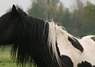 Other - Horse for Sale in Vaassen,  8171LH