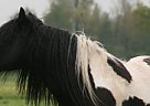 Other - Horse for Sale in Vaassen, 8171LH Other - Horse for Sale in Vaassen, 8171LH