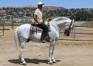 Andalusian - Horse for Sale in Canyon Country, CA 91387