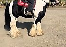 Gypsy Vanner - Horse for Sale in , CA 93637