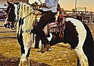 Gypsy Vanner - Horse for Sale in , CA 93637