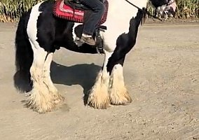 Gypsy Vanner