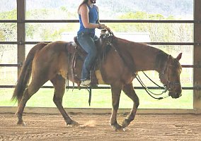 Quarter Horse (Quarter Horse, Mare) in Mosheim, TN