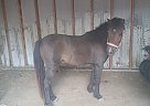 Miniature - Horse for Sale in Bonner Springs, KS 66012