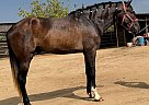 Andalusian - Horse for Sale in , CA 93307