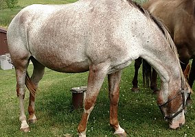 Pasture Buddy Amanda
