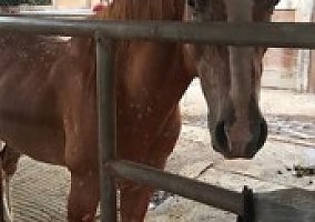 Poa (Pony of the Americas, Gelding) in Prundale, CA