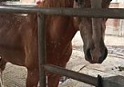 Pony of the Americas - Horse for Sale in Prundale, CA 93907