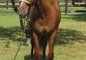 Paint (Paint, Mare) in Broadway, NC