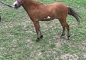 Reg. Pinto Miniature Horse Red