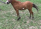 Miniature Stallion for Sale in Tallahassee, Florida Miniature Stallion for Sale in Tallahassee, Florida