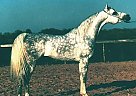 Arabian - Horse for Sale in Gainesville, FL 