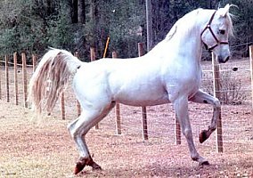 Arabian (Arabian, Stallion) in Gainesville, FL